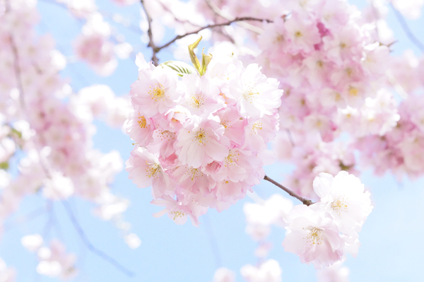 cc0,c1,flower tree,cherry blossom,pink,blossom,bloom,tree,spring,japanese cherry,bloom,blütenmeer,flowers,blossom,sweet,romance,overflowing,beauty,branch,lush,romantic,wonderful,beautiful,free photos,royalty free