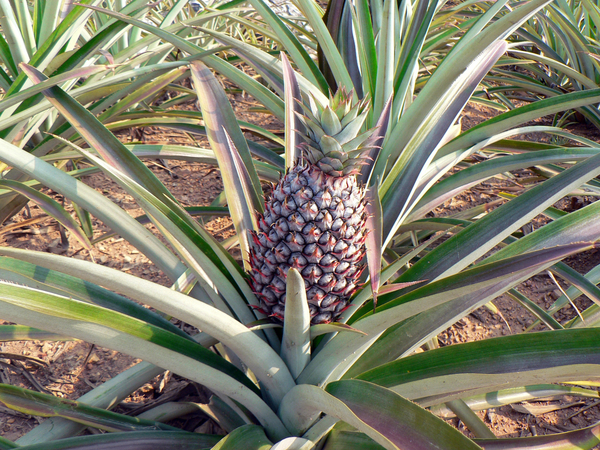 cc0,c1,pineapple,culture,agricultural,plant,fields,fruit,free photos,royalty free