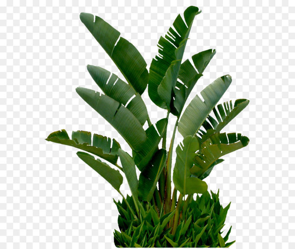 banana,tree,banana leaf,plant,coreldraw,leaf,plant stem,houseplant,flowerpot,png