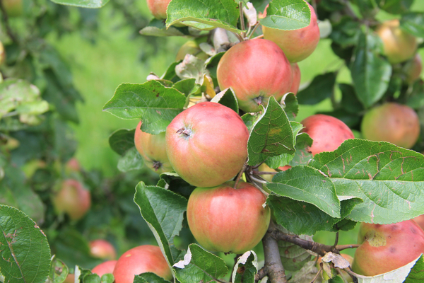 cc0,c1,apple,red,apple tree,fruit,tree,free photos,royalty free