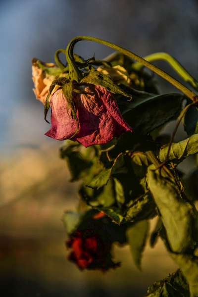 withered,wilted,roses,leaves,focus,flower,flora,dry,dried petals,dried leaves,dried,dead,close-up,branch,blur