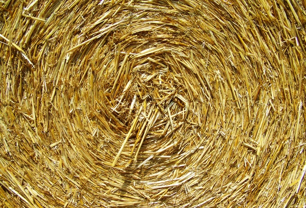 rolled,hay bale,hay,dry,crop,close-up