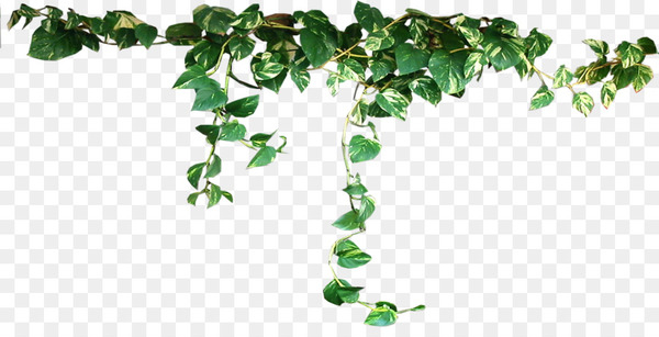 Green Vines In The Garden PNG Images