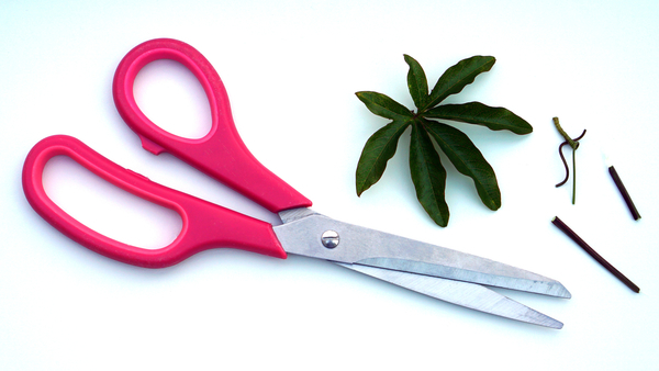 utensil,tool,steel,stainless steel,sharp,scissors,materials,leaf,handle,equipment,cut,close-up,blade