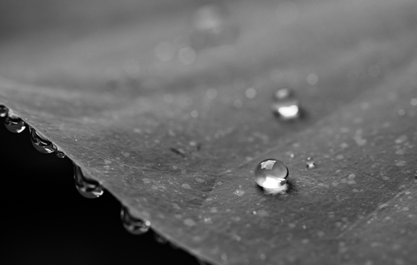 water,raindrops,drops,droplet,dewdrops,dew,blur,black-and-white