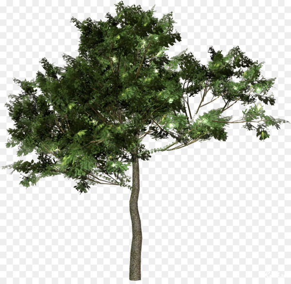 tree,forest,branch,crown,ornamental plant,plant,information,garden,evergreen,houseplant,png