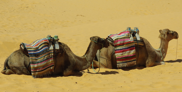 cc0,c1,tunisia,camels,camel,sahara,dromedary camel,desert,free photos,royalty free