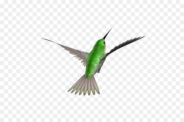 bird,hummingbird,swallow,download,passerine,beak,kingfisher,common nightingale,blackcapped kingfisher,animal,art,computer icons,fauna,pollinator,feather,wing,organism,png