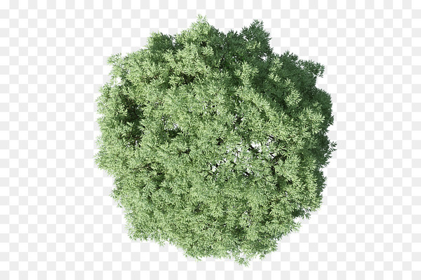 populus nigra,tree,plan,architecture,plant,architectural plan,landscape architecture,shrub,rendering,autocad,cottonwood,herb,grass,leaf vegetable,png