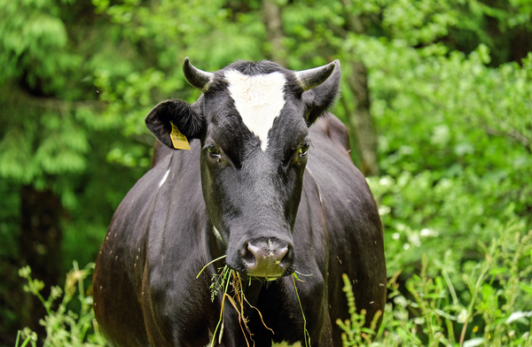 cc0,c1,cow,beef,animal,milk cow,pasture,nature,free photos,royalty free