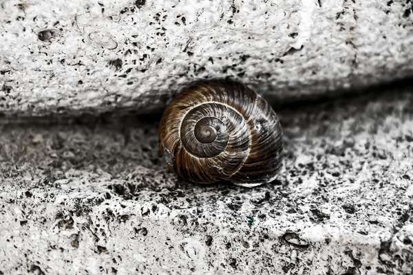 snail,slug
