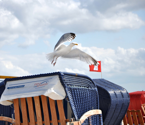 cc0,c1,seagull,beach chair,north sea,holiday,free photos,royalty free