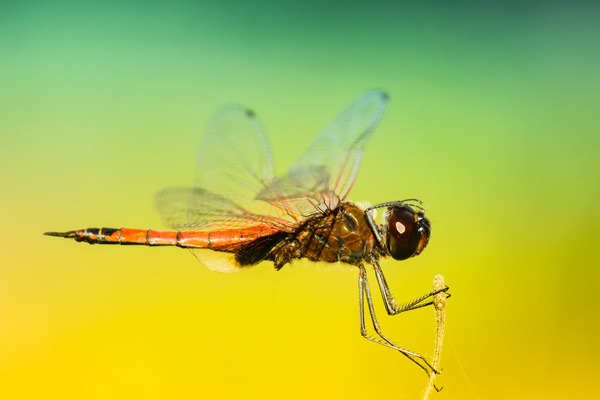 insects,dragonfly,wings,colors,patterns,gradient,still,bokeh