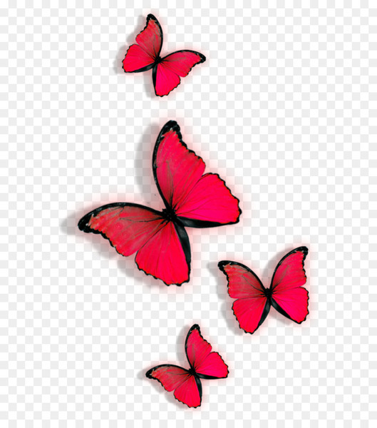 butterfly,red,moth,lossless compression,download,color,designer,heart,flower,petal,pollinator,monarch butterfly,invertebrate,insect,moths and butterflies,brush footed butterfly,wing,png