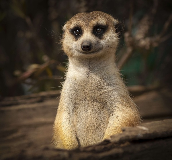 meerkat,cute,smile,close,eyes,upright,portrait,wildlife,animals,happy