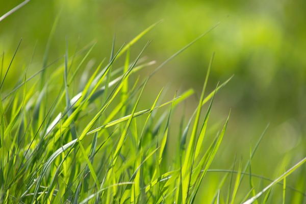 plants,nature,leaves,growth,grass,foliage,focus,depth of field,close-up,blur