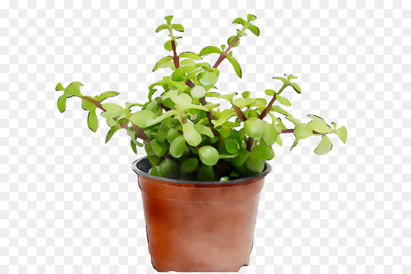 flowerpot,herb,houseplant,flower,plant,flowering plant,jade flower,png
