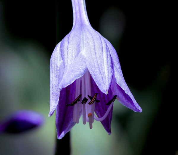 cc0,c1,hosta,purple flower,perennial,asparagaceae,free photos,royalty free
