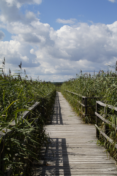 cc0,c1,landscape,nature reserve,nature,moorland,wetland,summer,grasses,reed,sky,clouds,far,web,bridge,boardwalk,wooden planks,wooden boards,away,free photos,royalty free