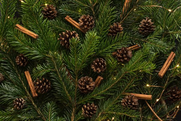 christma,plant,wood,seasonal,christma,christmas,cold,christma,holiday,tree,pine cone,pine,decoration,pine needle,fir,cinnamon,interior design,festive,christmas,holiday,decor