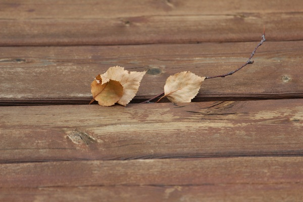 wooden,wood,texture,dry leaves