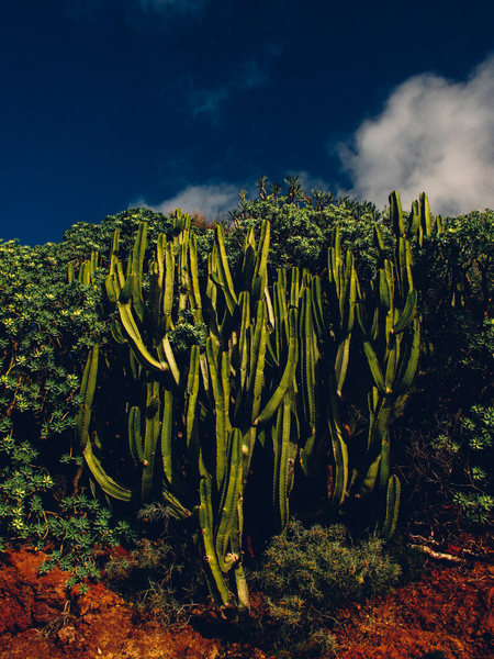 cacti,daylight,environment,outdoors,plants,prickly