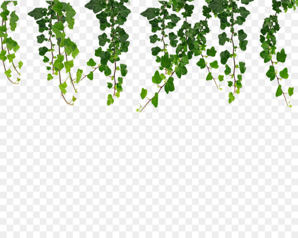 vine,ivy,deviantart,plant,flower,computer icons,virginia creeper,flora,leaf,grapevine family,text,grass,tree,green,branch,plant stem,grape,line,organism,flowering plant,png