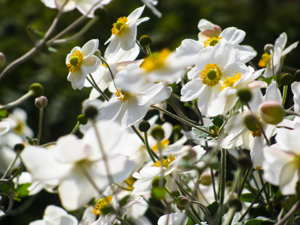 flowers,nature,blossoms,branches,stems,stalk,white,petals,bokeh,outdoors,garden