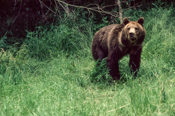 animal,bear0608,bear,carnivore,danger,green,outdoors,wildlife,animals,bears,brown,brown bear,capticity,captive,fierce,forest,grizzly,grizzly bear,mammal,nature,wild