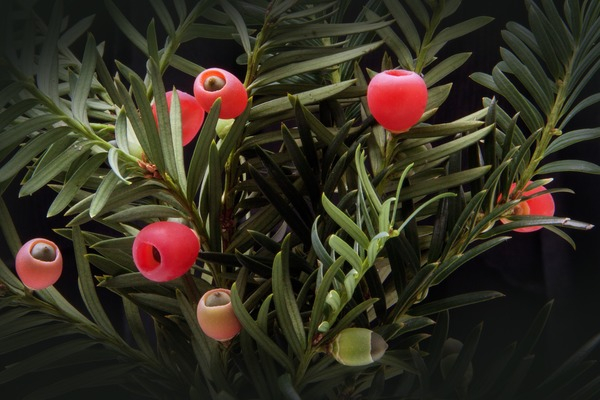 yew family,yew,toxic,taxus,taxaceae,plant,periwinkle,leaves,leaf,green,conifer,bush