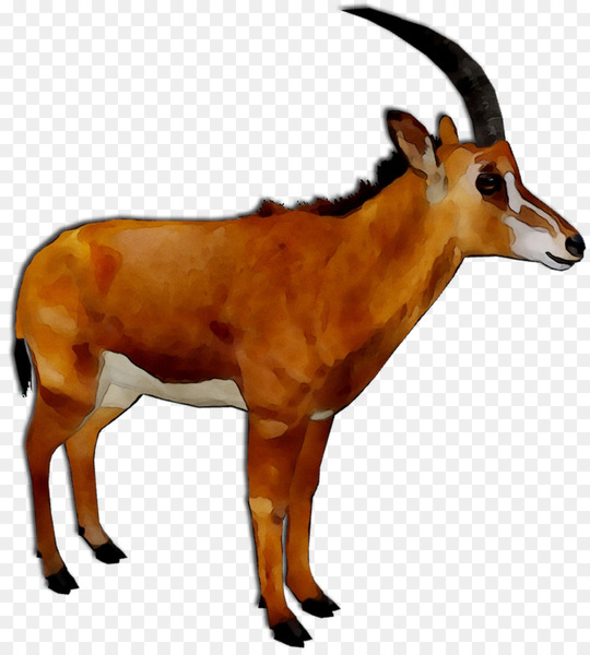 impala,oryx,springbok,deer,gazelle m,fauna,terrestrial animal,snout,animal,gazelle,chevrolet impala,mammal,vertebrate,antelope,wildlife,cowgoat family,chamois,horn,animal figure,goats,goatantelope,goat,png