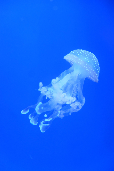 cc0,c1,jellyfish,water,blue,free photos,royalty free