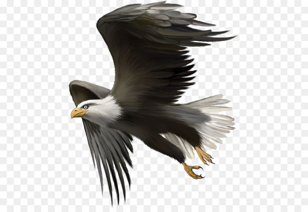 bald eagle,bird,eagle,golden eagle,stock photography,royaltyfree,indian eagleowl,gentoo penguin,drawing,photography,vulture,wing,bird of prey,accipitriformes,tail,beak,fauna,feather,png