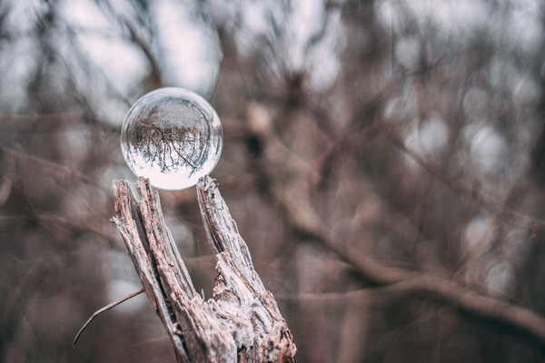 blur,branch,clear,cold,daylight,fall,freezing,frost,frosty,frozen,ice,icy,landscape,Lensball,light,nature,outdoors,park,scenic,season,snow,snowy,tree,trees,weather,winter,wood,woods,Free Stock Photo