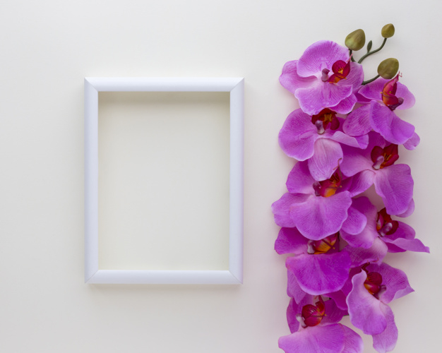 dcor,elevated,fragility,nobody,indoors,softness,freshness,botany,rectangular,high,empty,realistic,blank,petal,object,soft,flora,beautiful,view,blossom,botanical,gallery,fresh,picture,orchid,identity,decorative,natural,elegant,backdrop,shape,white,wall,photo,beauty,pink,nature,template,border,flowers,floral,poster,frame,flower,pattern,background