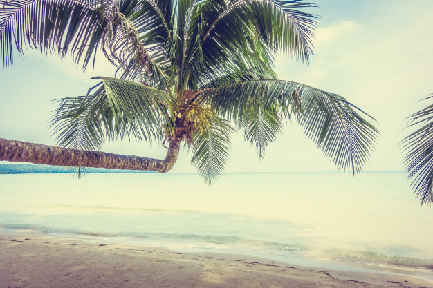 tree,travel,water,summer,nature,blue,beach,sea,sun,sky,landscape,tropical,white,palm tree,ocean,trees,coconut,palm,island,sand