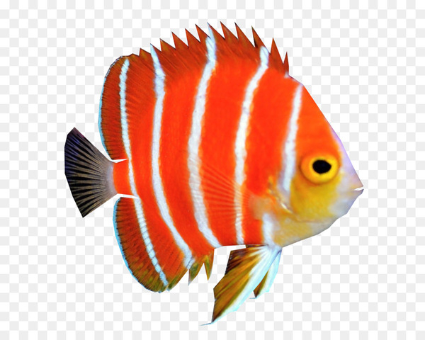 Free: Peppermint angelfish Coral reef fish - fish - nohat.cc