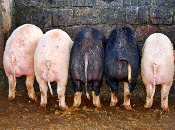 pigs,pink,black,pig,tails,five