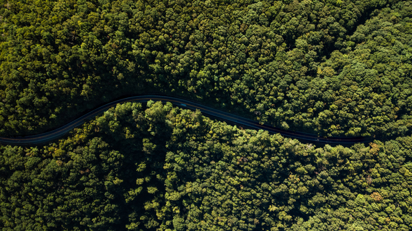 aerial shot,bird&#39;s eye view,daylight,forest,from above,nature,outdoors,road,trees,woods