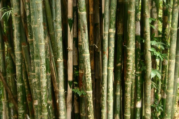  nature,bamboo,texture,thail,close up,background, nature photography