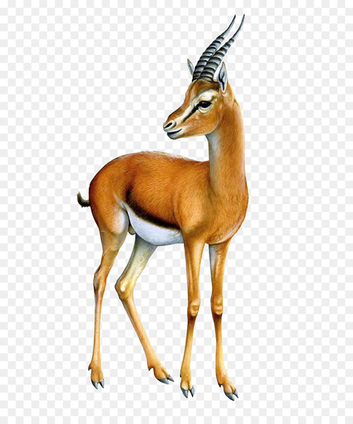 gazelle,impala,springbok,antelope,thomsons gazelle,desktop wallpaper,drawing,bovidae,vertebrate,mammal,wildlife,terrestrial animal,chamois,cowgoat family,animal figure,pronghorn,fawn,deer,png