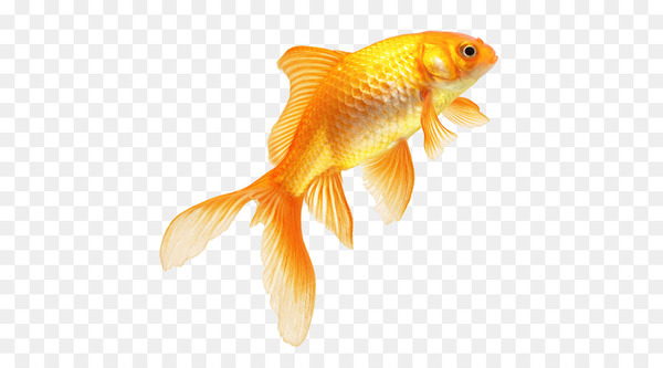 goldfish,fish,pixel,alpha compositing,aquarium,freshwater fish,ray finned fish,feeder fish,bony fish,vertebrate,organism,tail,orange,fin,png