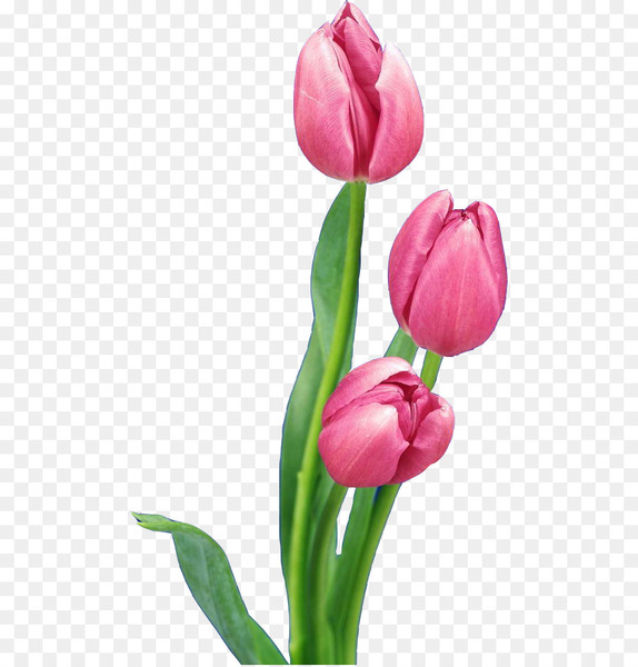 tulip,nosegay,flower bouquet,flower,pink,nelumbo nucifera,photography,raster graphics,red,color,plant,spring,petal,flower arranging,floral design,lily family,seed plant,cut flowers,plant stem,magenta,floristry,flowering plant,png