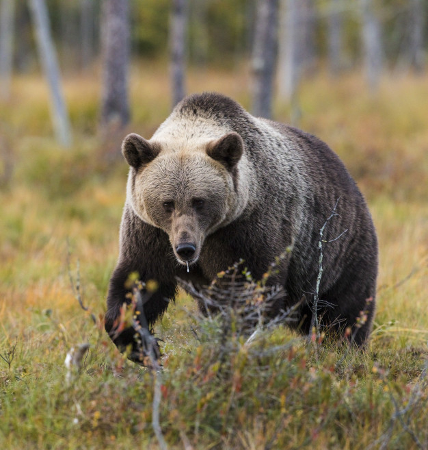 brown bear,mammal,black bear,wilderness,finland,outdoors,wildlife,ground,outdoor,brown,plant,bear,black,grass,animal,nature