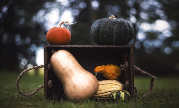  fall,squash,gourds,harvest,pumpkins, vegetables