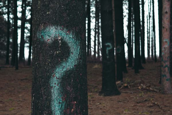 question,question mark,dark,blog,woman,girl,forest,wood,winter,tree,question mark,forest,bark,wood,trunk,pine,eerie,spooky,horror,outdoors,nature