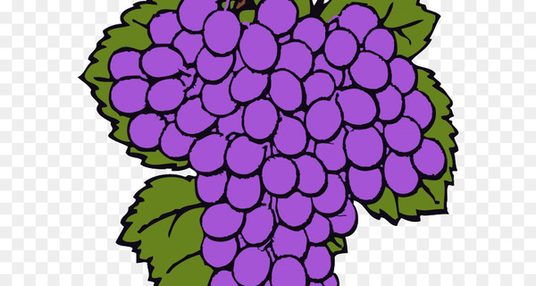 common grape vine,grape,wine,vitis aestivalis,fruit,food,berries,curtain,purple,grapevines,flower,flowering plant,grapevine family,violet,petal,flora,plant,circle,magenta,floral design,vitis,png