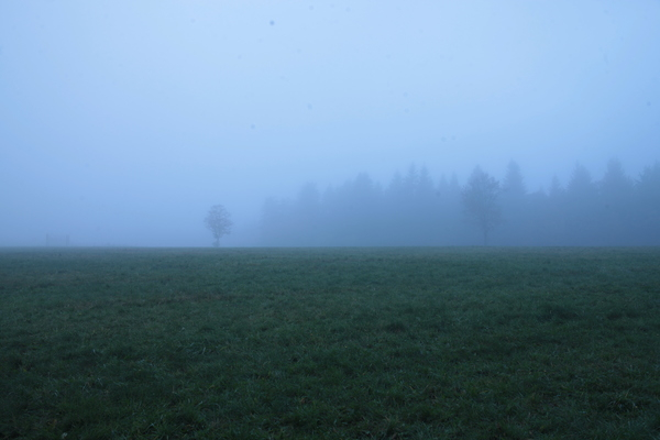 fog,green,blue,field,grass,nature