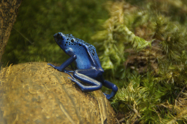 cc0,c1,frog,blue,exotic,amphibian,terrarium,small,tiny,free photos,royalty free