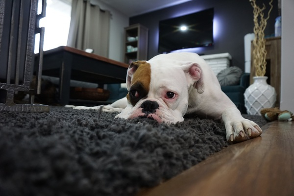 adorable,animal,canine,carpet,close-up,cute,dog,domestic,furnitures,home,indoors,lazy,living room,mammal,pet,puppy,purebred,room,rug,sit,white,young,Free Stock Photo